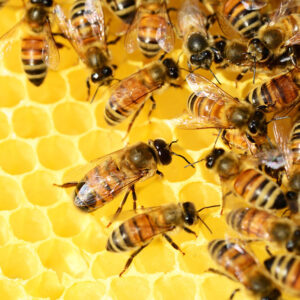 Přečtete si více ze článku Propolis: Přírodní zázrak ze včelího světa 🐝