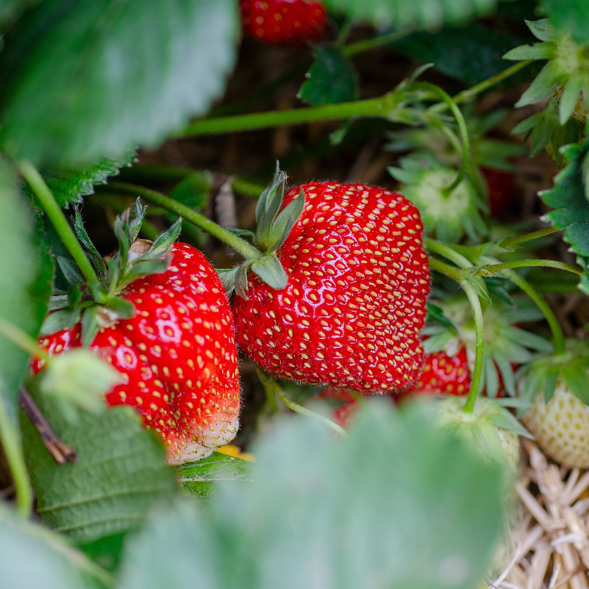 Přečtete si více ze článku Jak zpracovat 🍓 jahody: Tipy a recepty pro každou příležitost