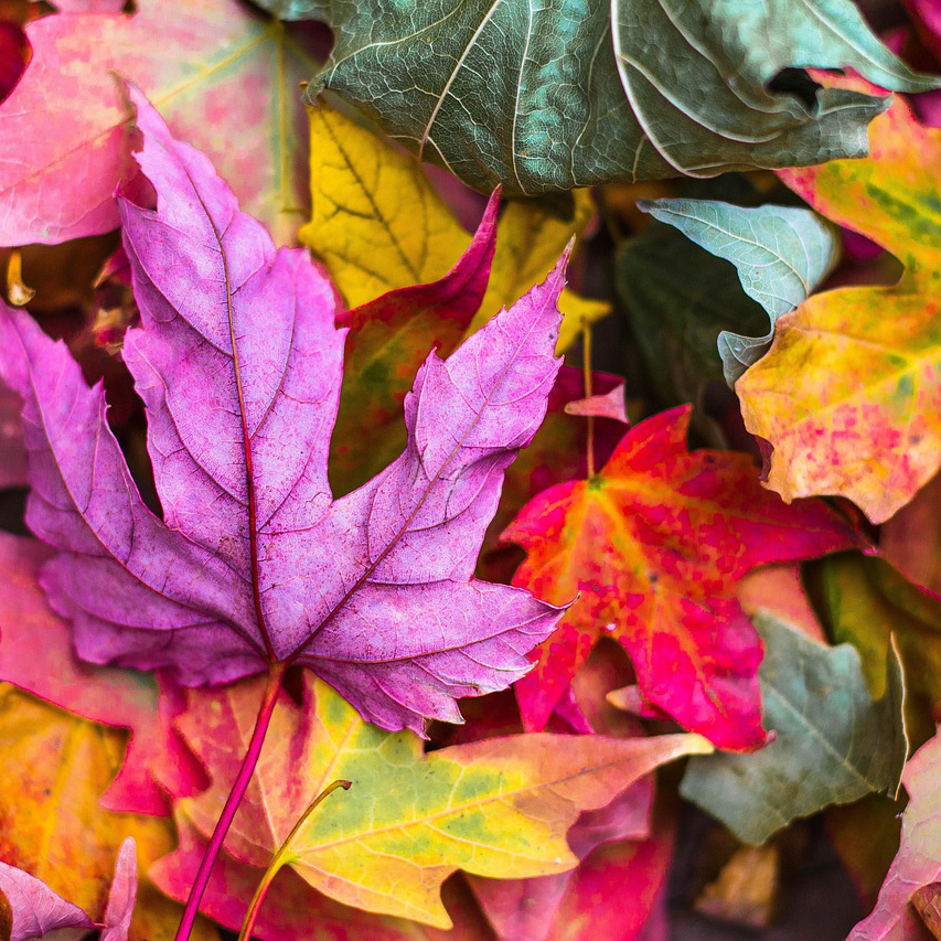 Právě si prohlížíte 1. podzimní den: Když příroda začne malovat novými barvami 🍂